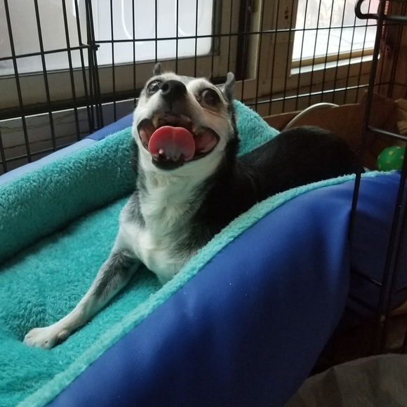 Meet your Posher, Leilani - Picture 1 of 1